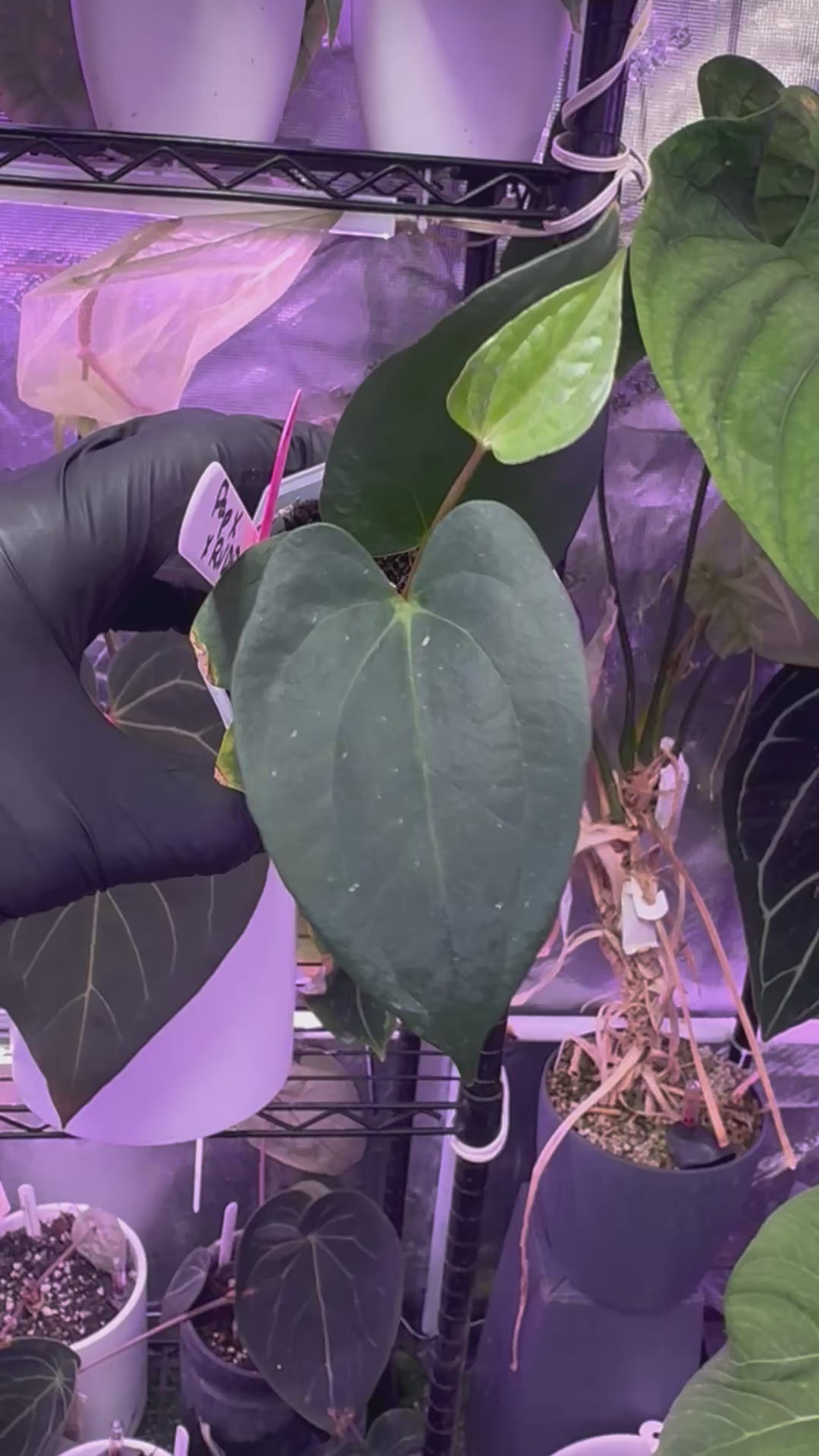 Anthurium PapX x RVDP