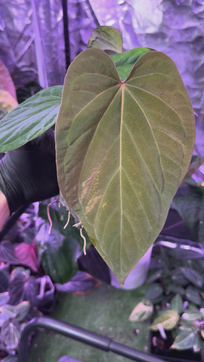 Anthurium kunayalense x Dorito port - cut of my mother plant