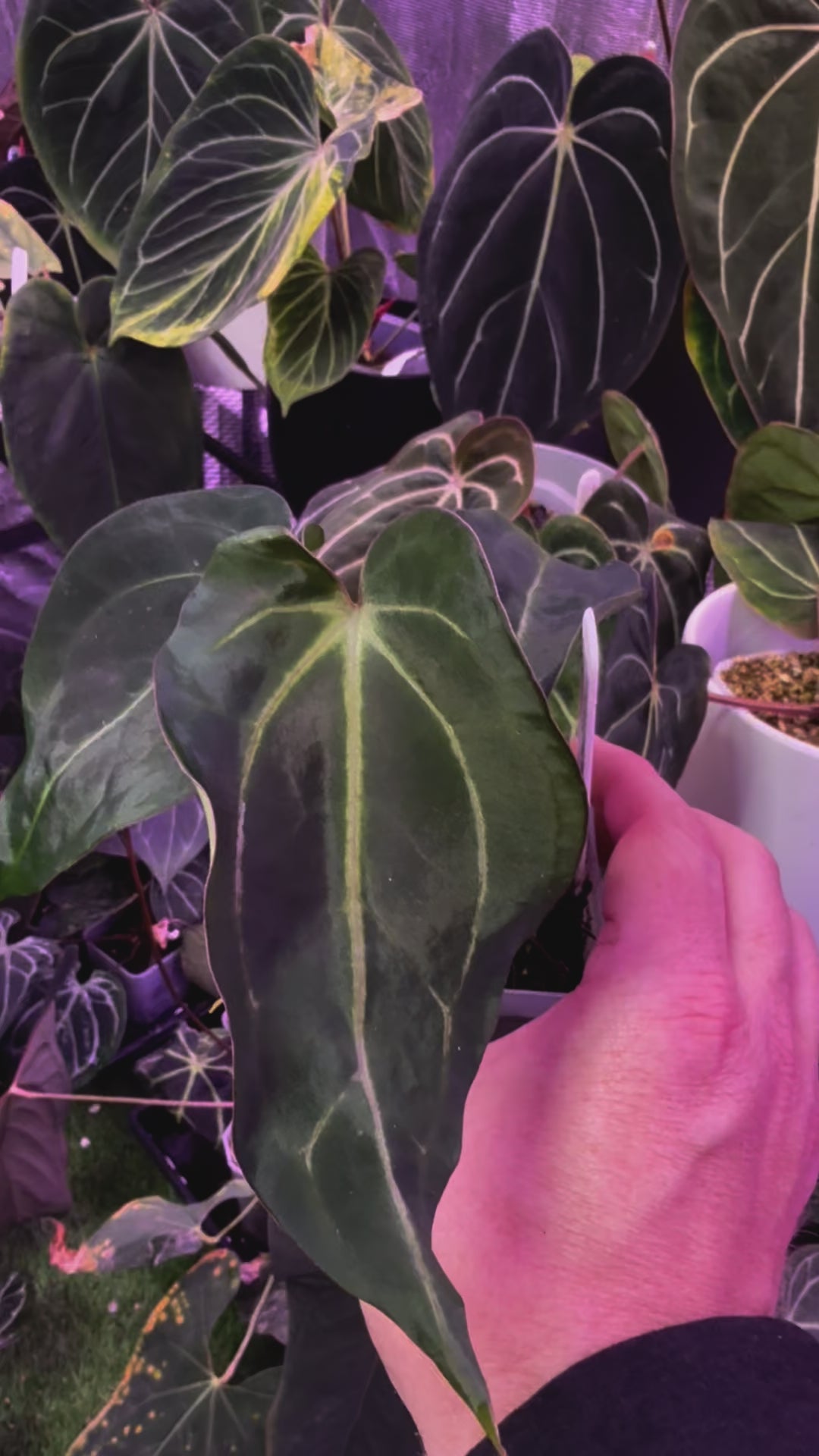 Anthurium carlablackie 'Round xGPH001' X Black widow x Michelle C