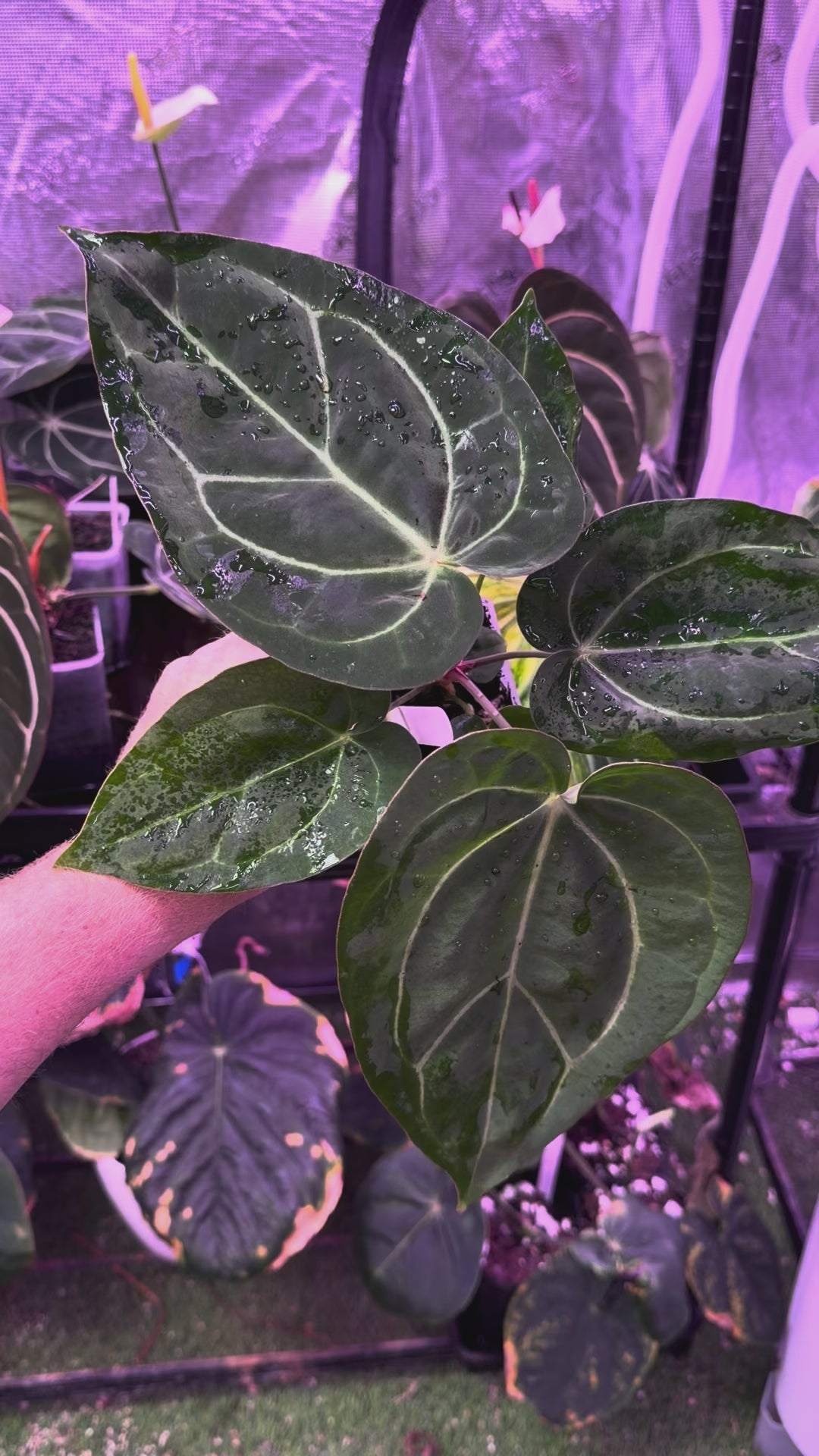 Anthurium ‘Tim Anderson Stripey’ X carlablackiae ‘RA6’ 07