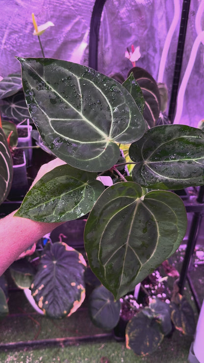 Anthurium ‘Tim Anderson Stripey’ X carlablackiae ‘RA6’ 07