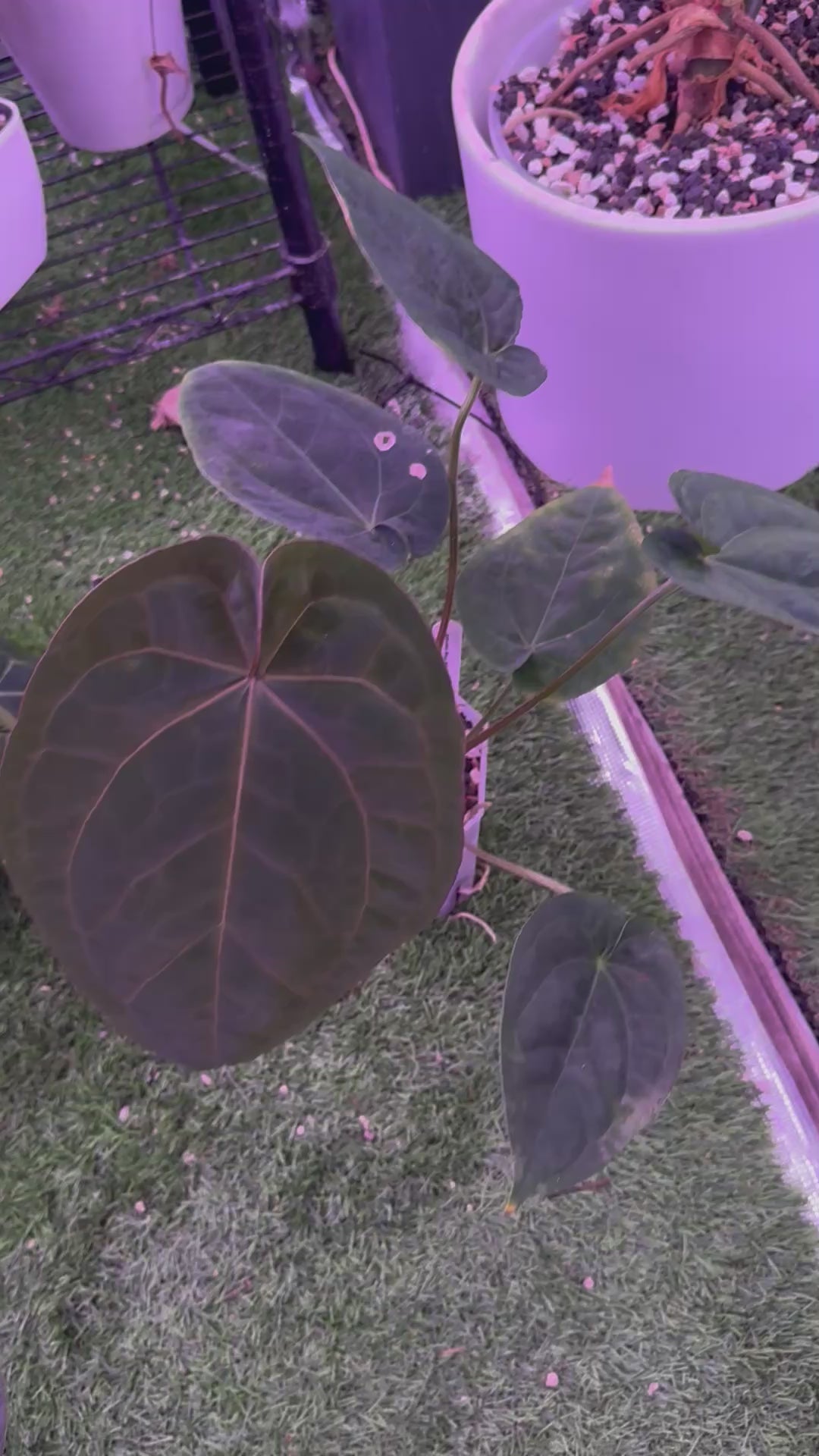 Anthurium Black Widow Michelle x dressleri RG F1