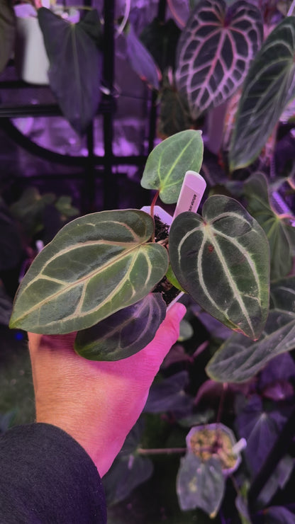 Anthurium carlablackiae RA4 x PM1