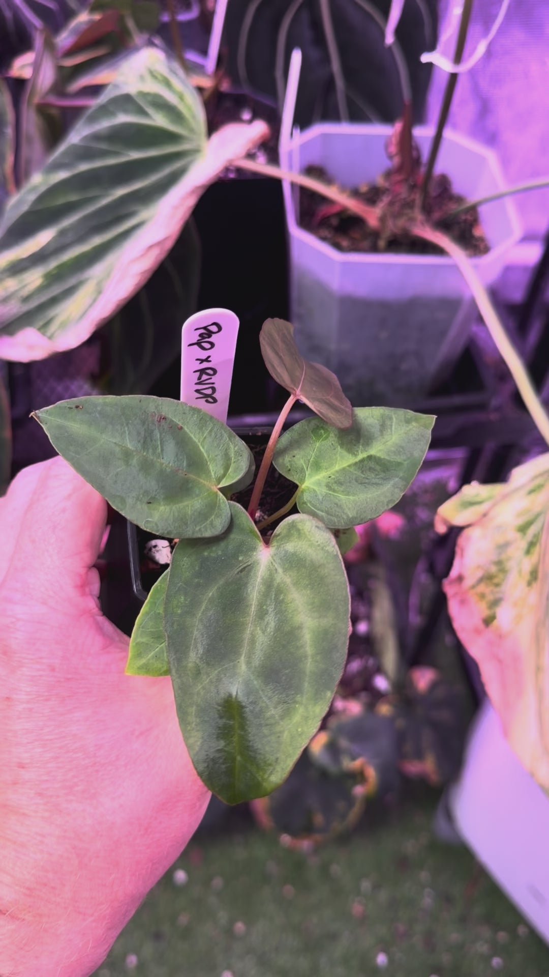 Anthurium pap "X" x RVDP AA