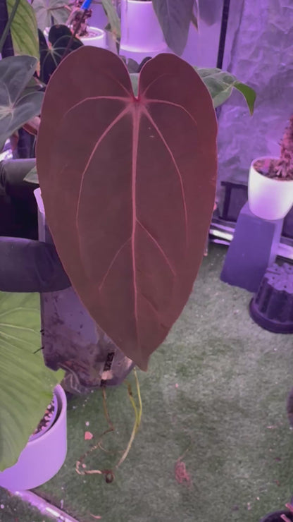 Anthurium (kunayalense x dressleri) x carlablackiae Buz 1