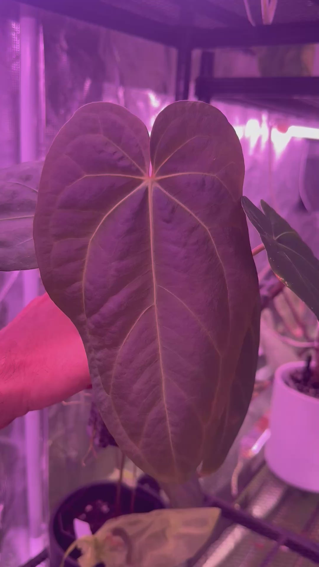 Anthurium sp Nov. DF x “Black Widow x Michelle”