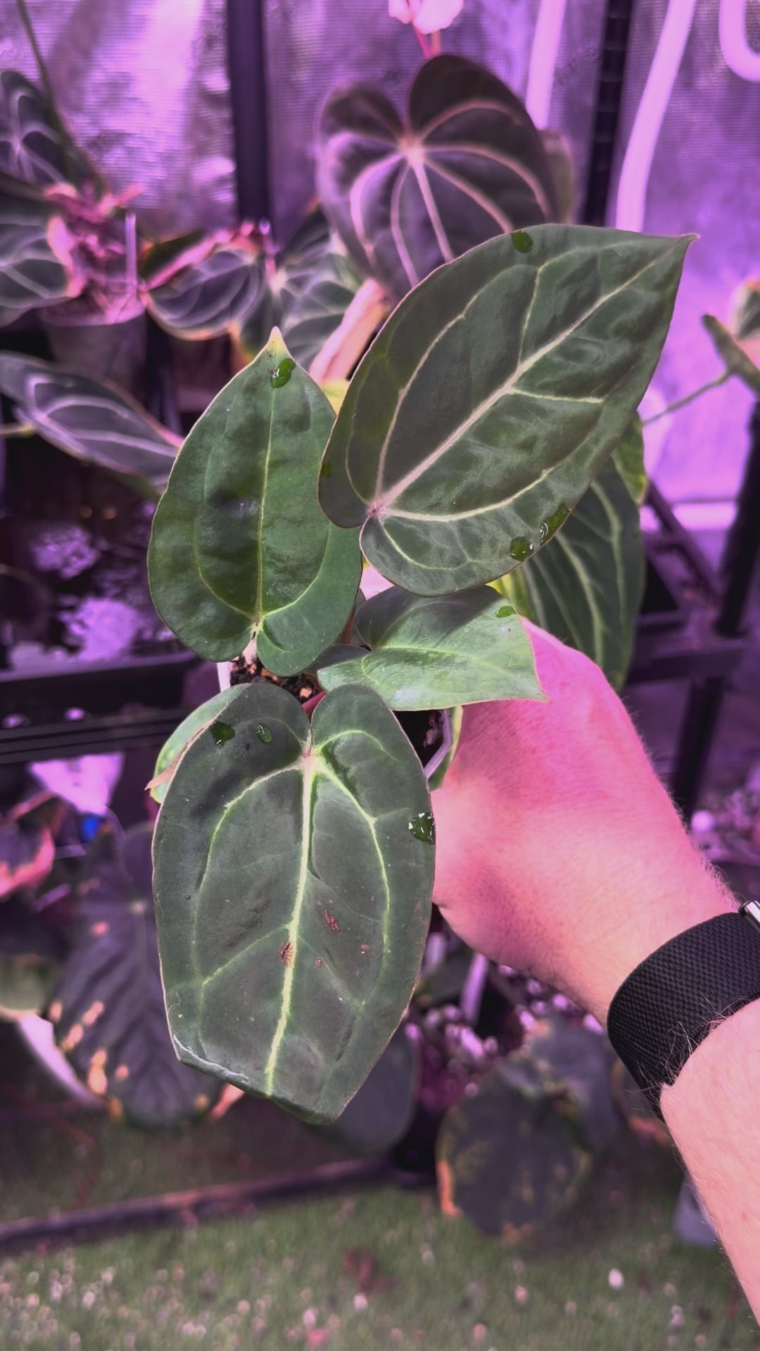 Anthurium ‘Tim Anderson Stripey’ X carlablackiae ‘RA6’ 09