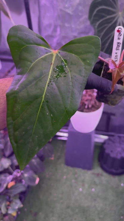 Anthurium carlablackiae RA15 x ustuopoense