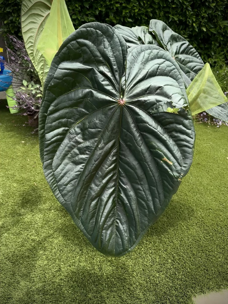 Anthurium "Circus Peanuts"