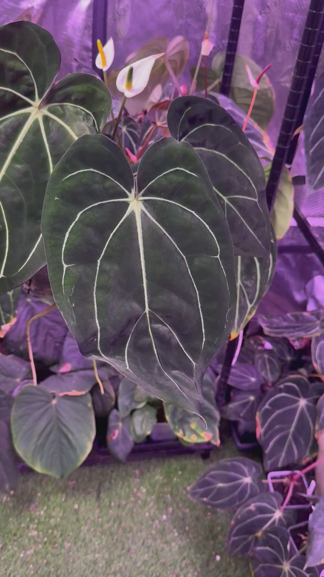 Anthurium carlabackiae 'District' x Buz 1 large flowering