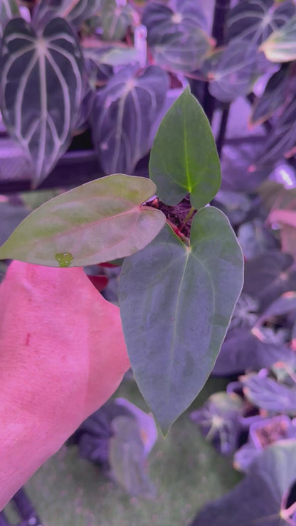 Anthurium carlablackiae OG1 x ? - A