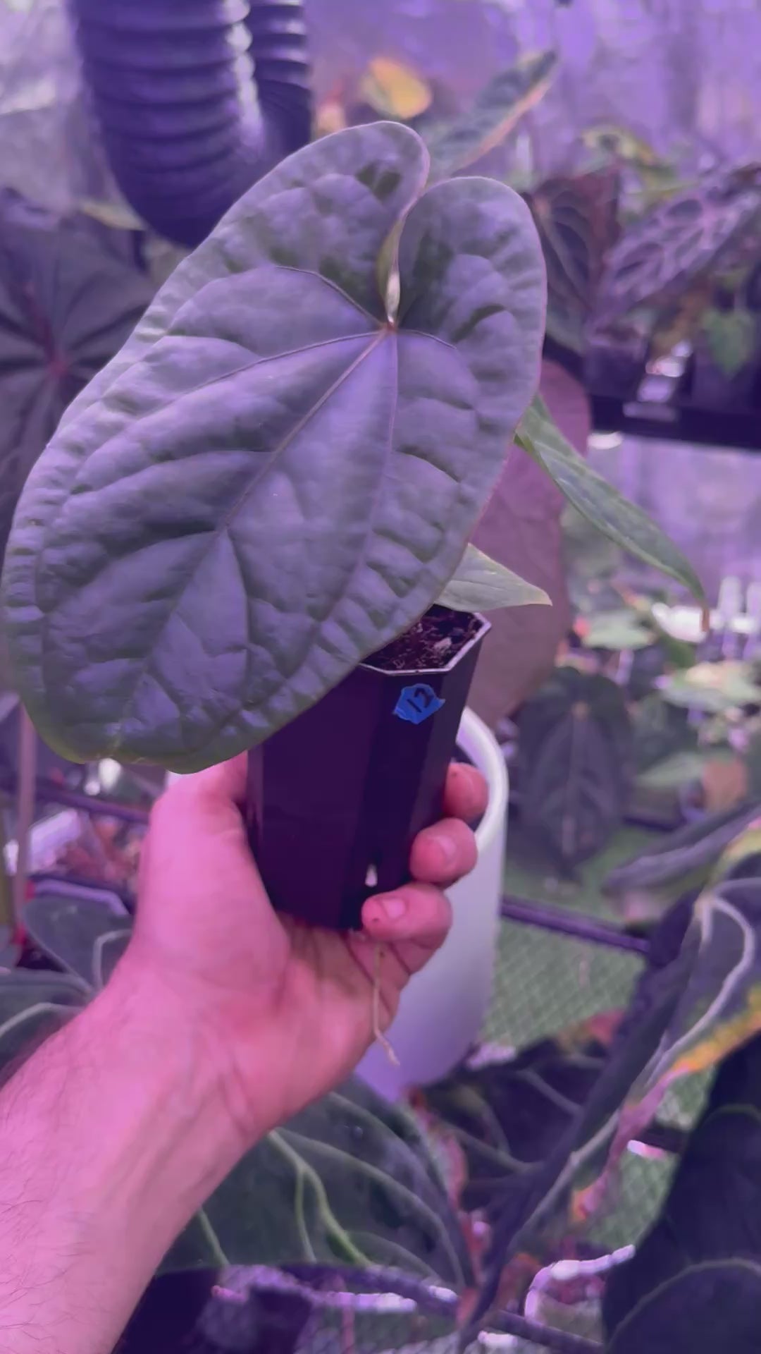 Anthurium dressleri x debile