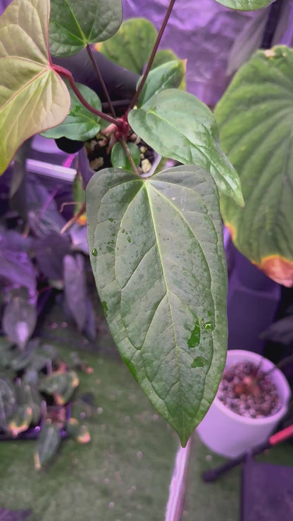 Anthurium "Stripey" x ustuopoense