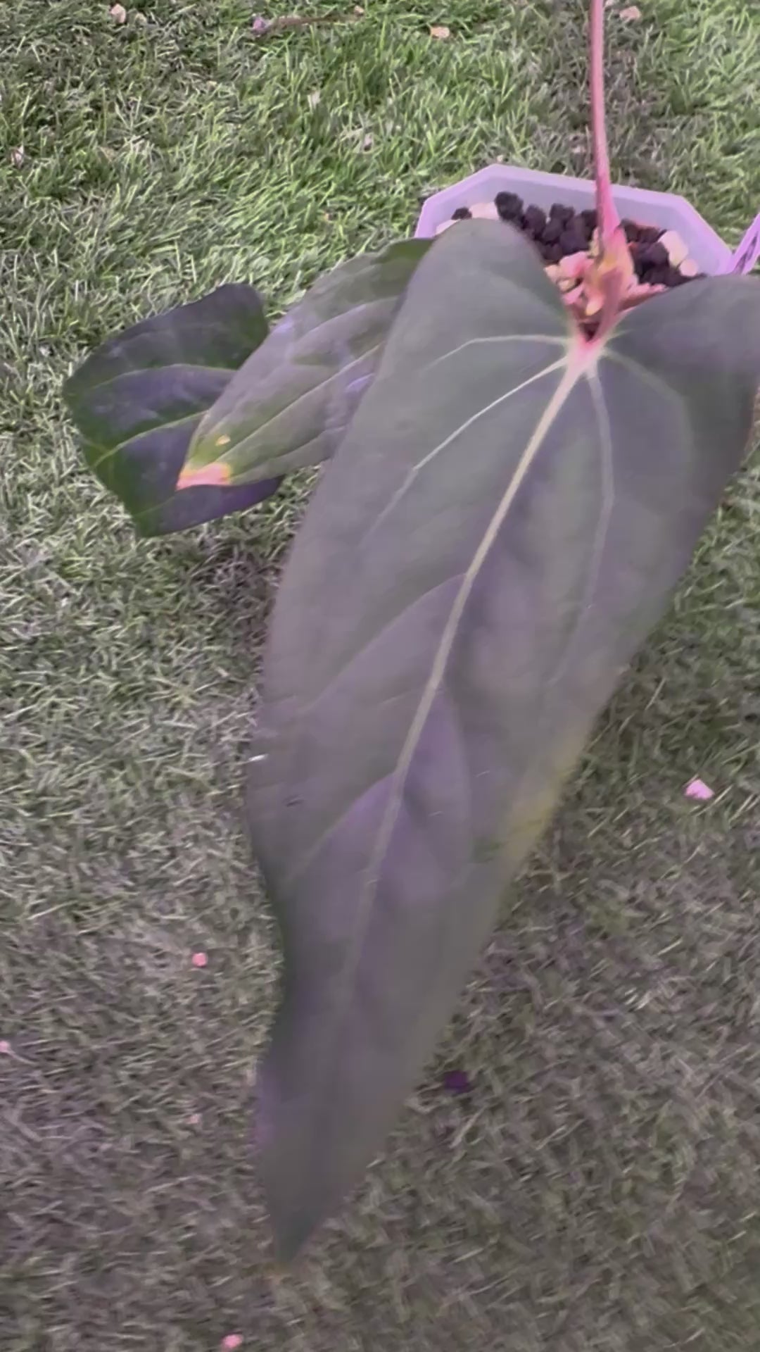 Anthurium carlablackiae RA15 x ustuopoense