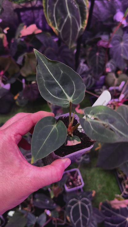Anthurium carlablackie 'Round xGPH001' X Black widow x Michelle A