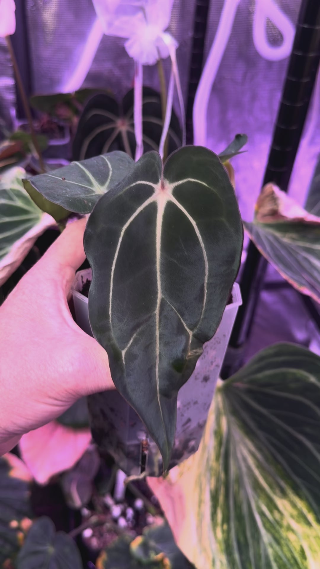 Anthurium carlablackiae RA ‘Pia’ X ‘Round x GPH001’ AA