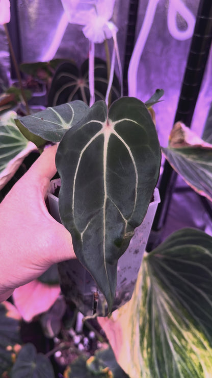 Anthurium carlablackiae RA ‘Pia’ X ‘Round x GPH001’ AA