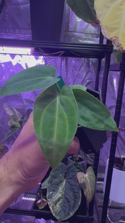 Anthurium. (carlablackiae x portillae Dorito) x
PanaMama 2.0) x (carlablackiae 'Buz 1 x RA8 #2)