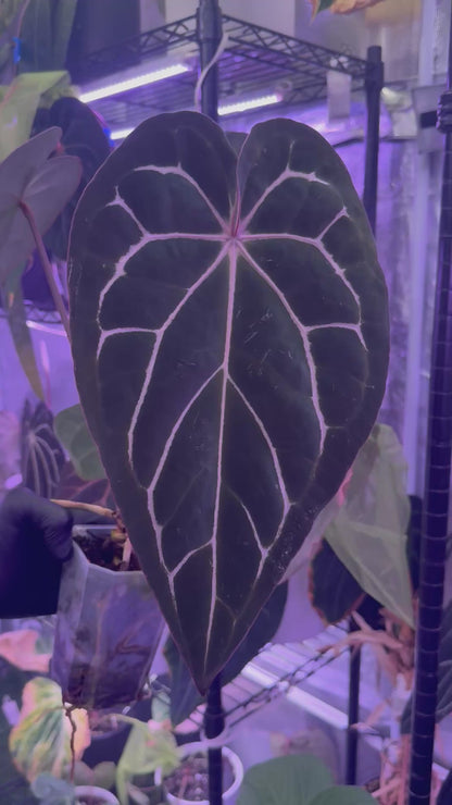 Anthurium carlablackiae “Round x GPH001” x “Black Widow x Michelle”