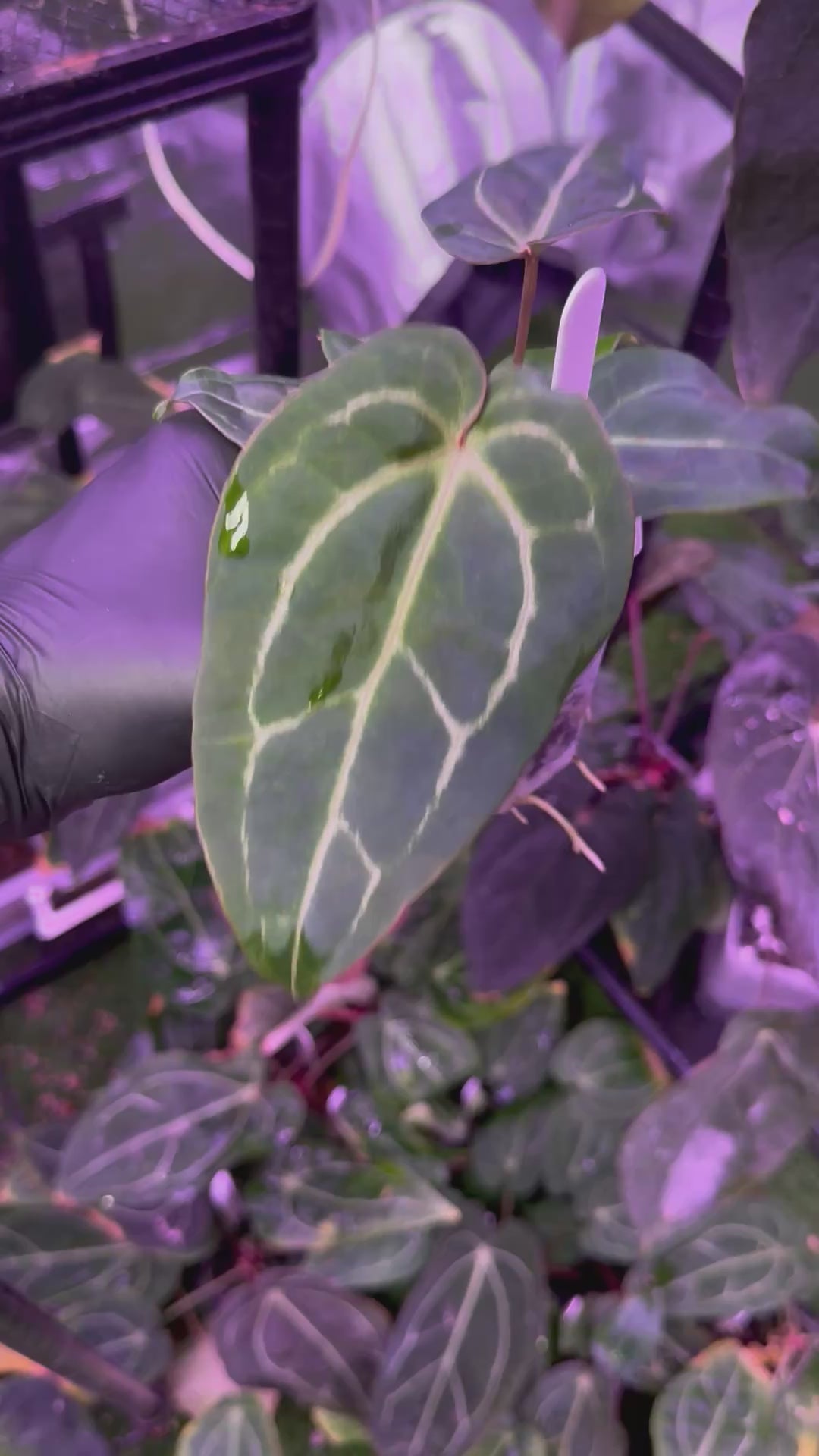 Anthurium Araña x Stripey