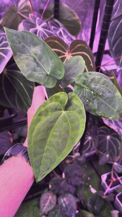 Anthurium "Udaka" x dressleri RG founder clone #2 B
