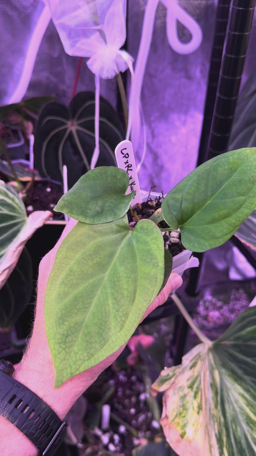 Anthurium "Udaka" x kunaylense RA2 AA