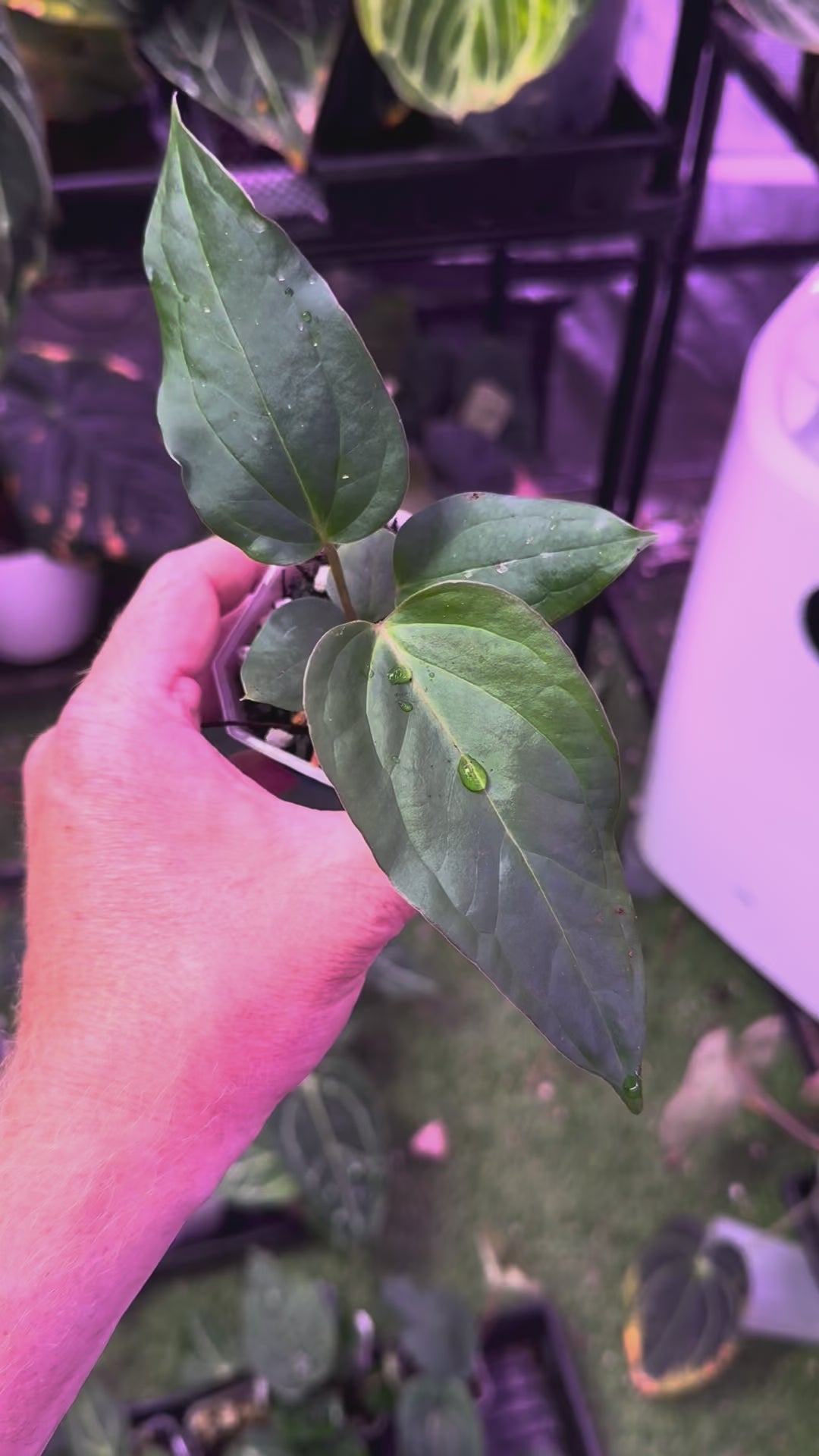 Anthurium “Tim Anderson Stripey” x ustopoense - 03