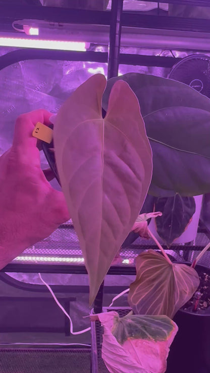 Anthurium NSE portillae x dressleri Rg F1