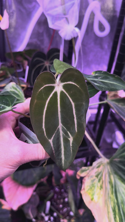 Anthurium carlablackiae “GPH001 x self” X “RA5x10” AB