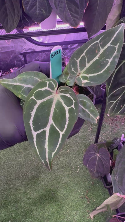 Anthurium (BVEP x Black Widow Michelle) x Black Widow Michelle)