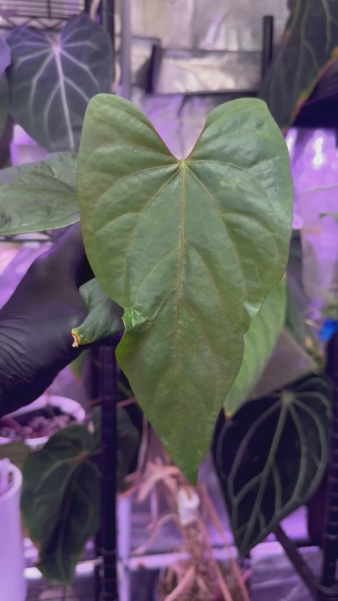 Anthurium sp. Nov Df x kunayalense RA2