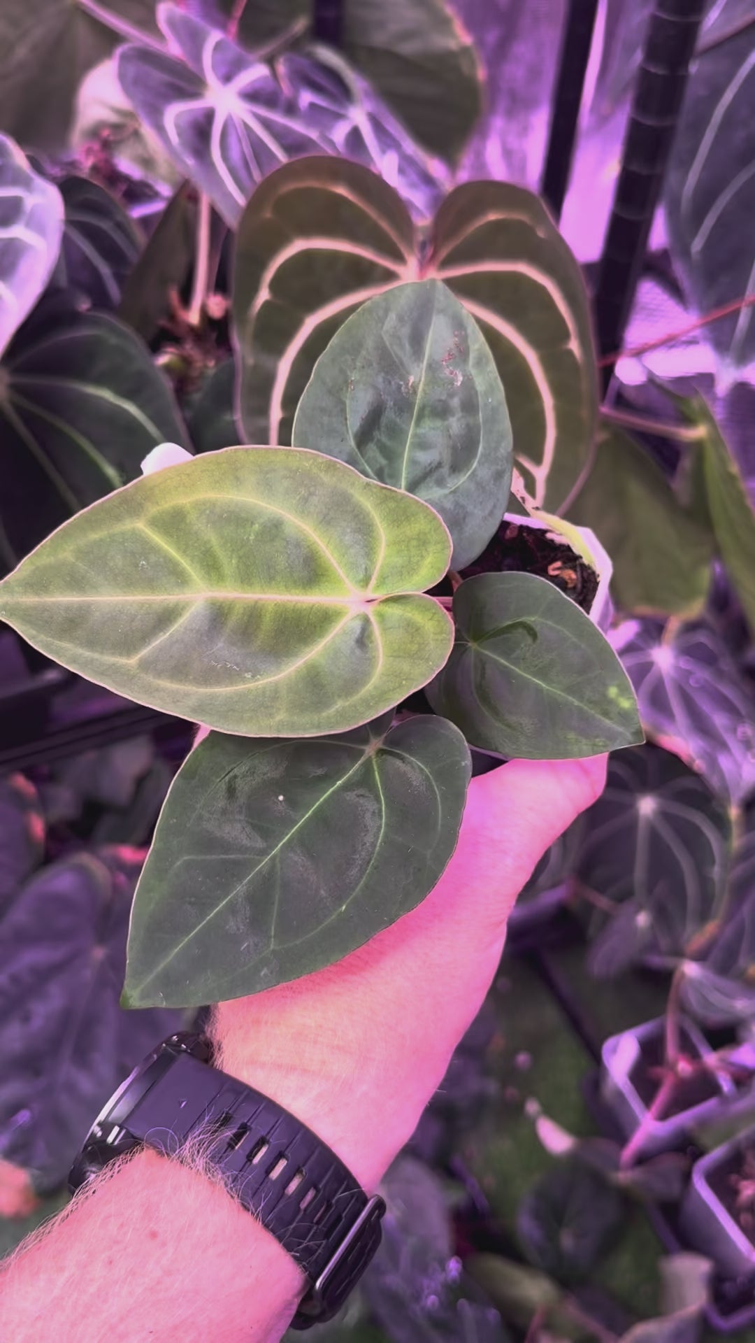 Anthurium “Black Cherry” X carlablackiae RA8 - D