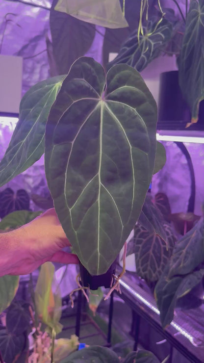 Anthurium PapX x ?