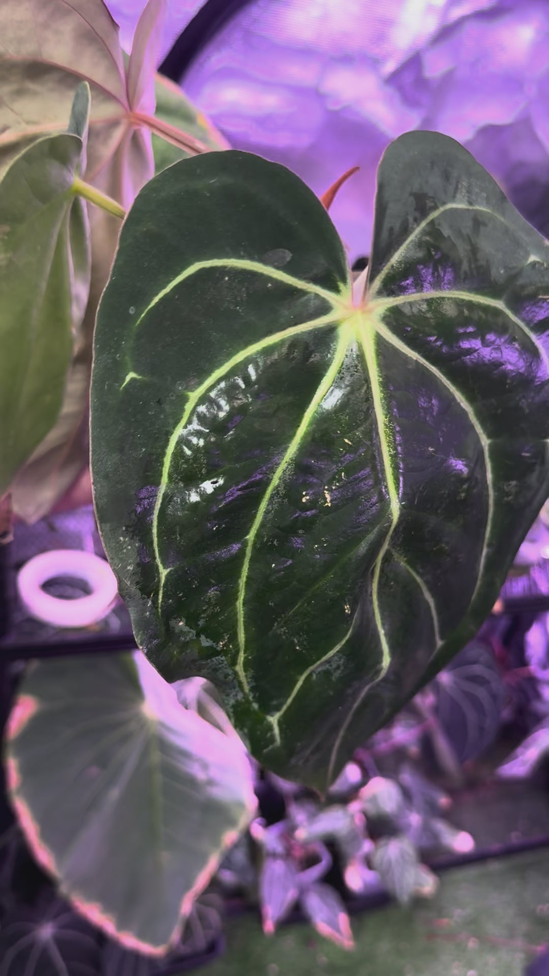 Anthurium carlablackiae "RA8 x RA16" - Mature has flowered