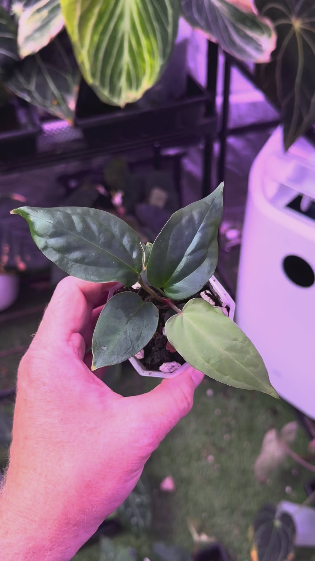 Anthurium “Tim Anderson Stripey” x ustopoense - 01
