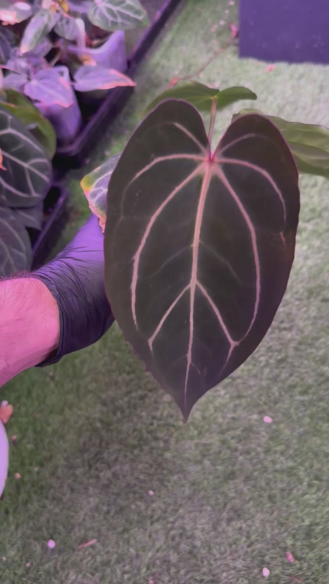 Anthurium carlablackiae District x Buz 1