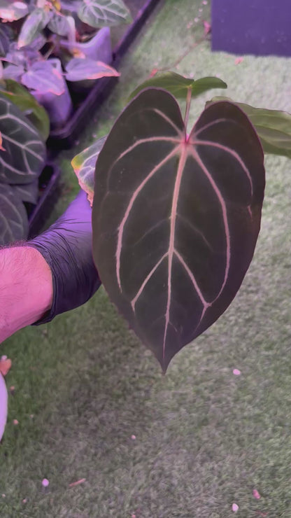 Anthurium carlablackiae District x Buz 1