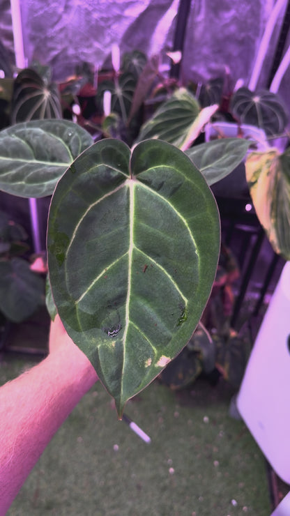 Anthurium ‘Stripey’ X carlablackiae ‘District’ 1