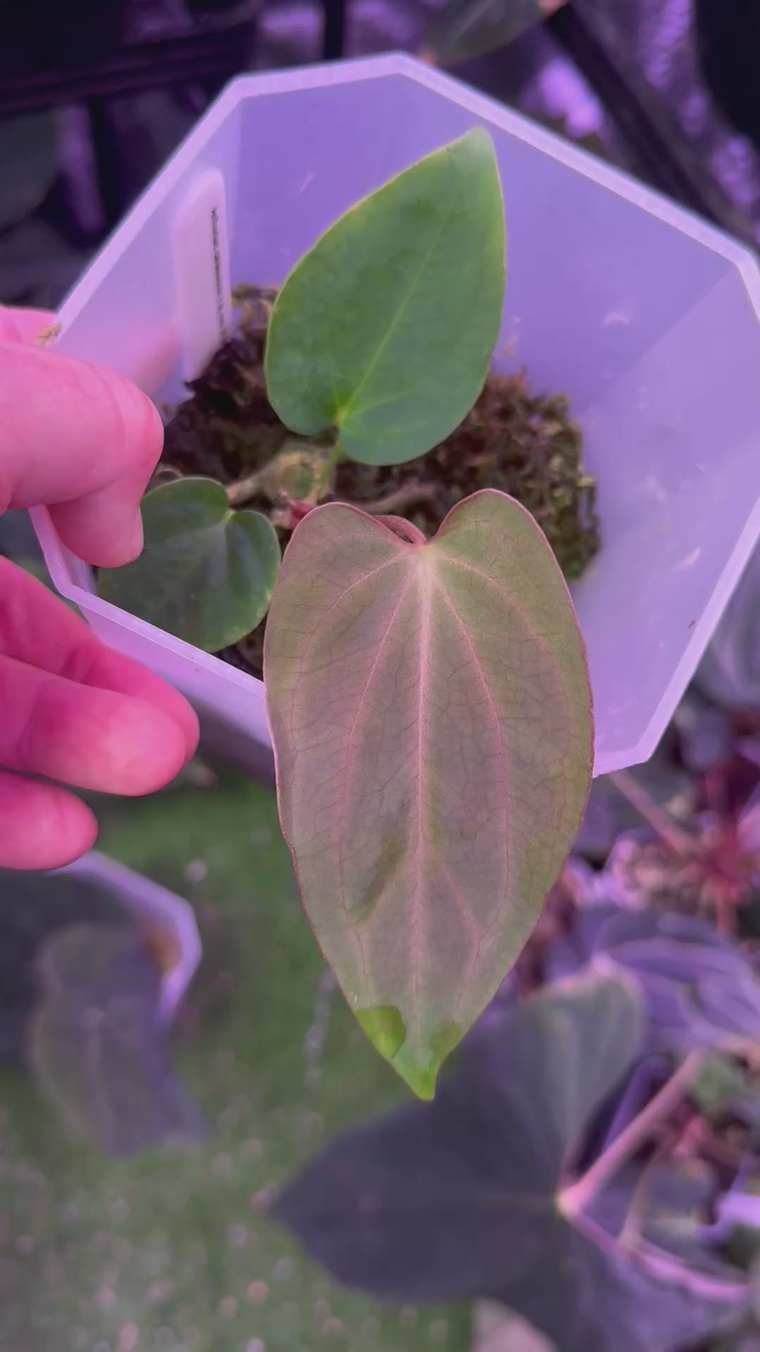 Anthurium carlablackiae X sp. nov. DF - RA Clone