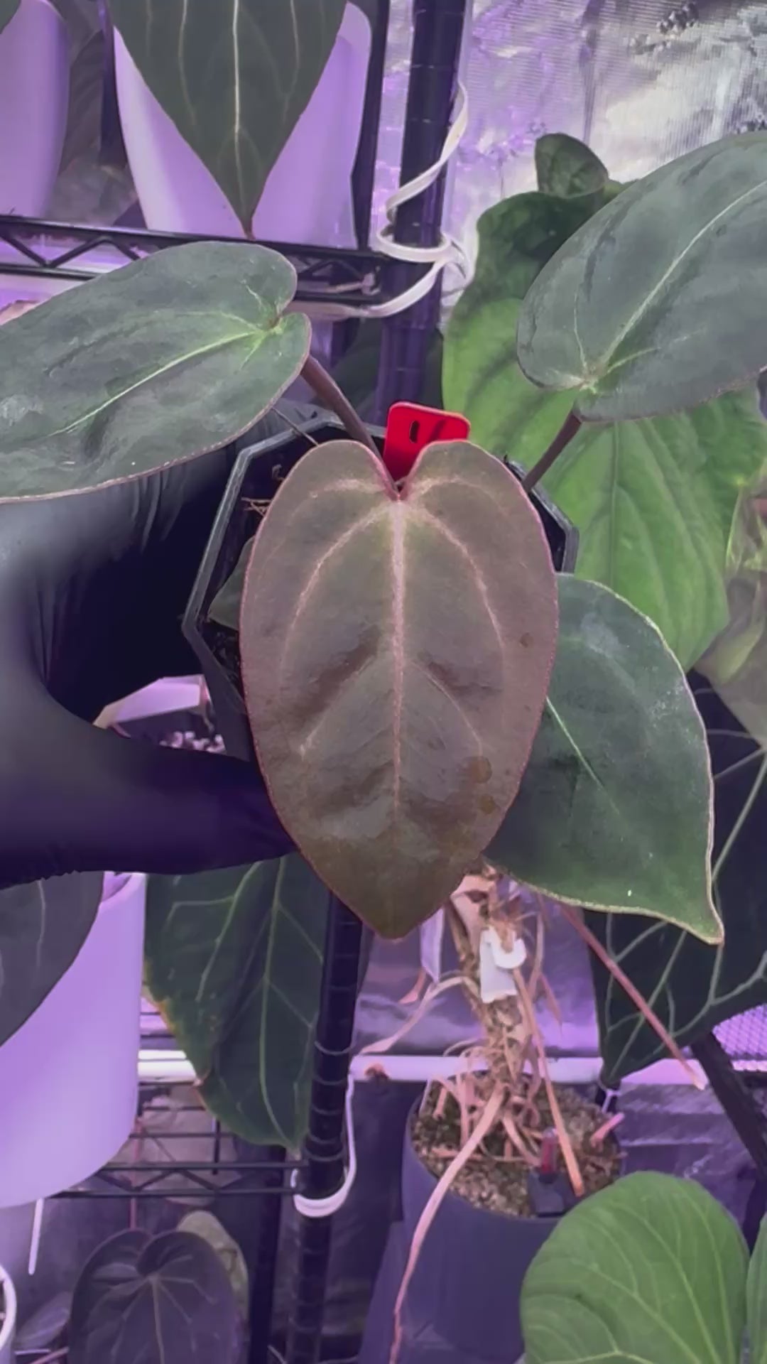 Anthurium (King of Spades x BVEP) x “Black Widow x Michelle”