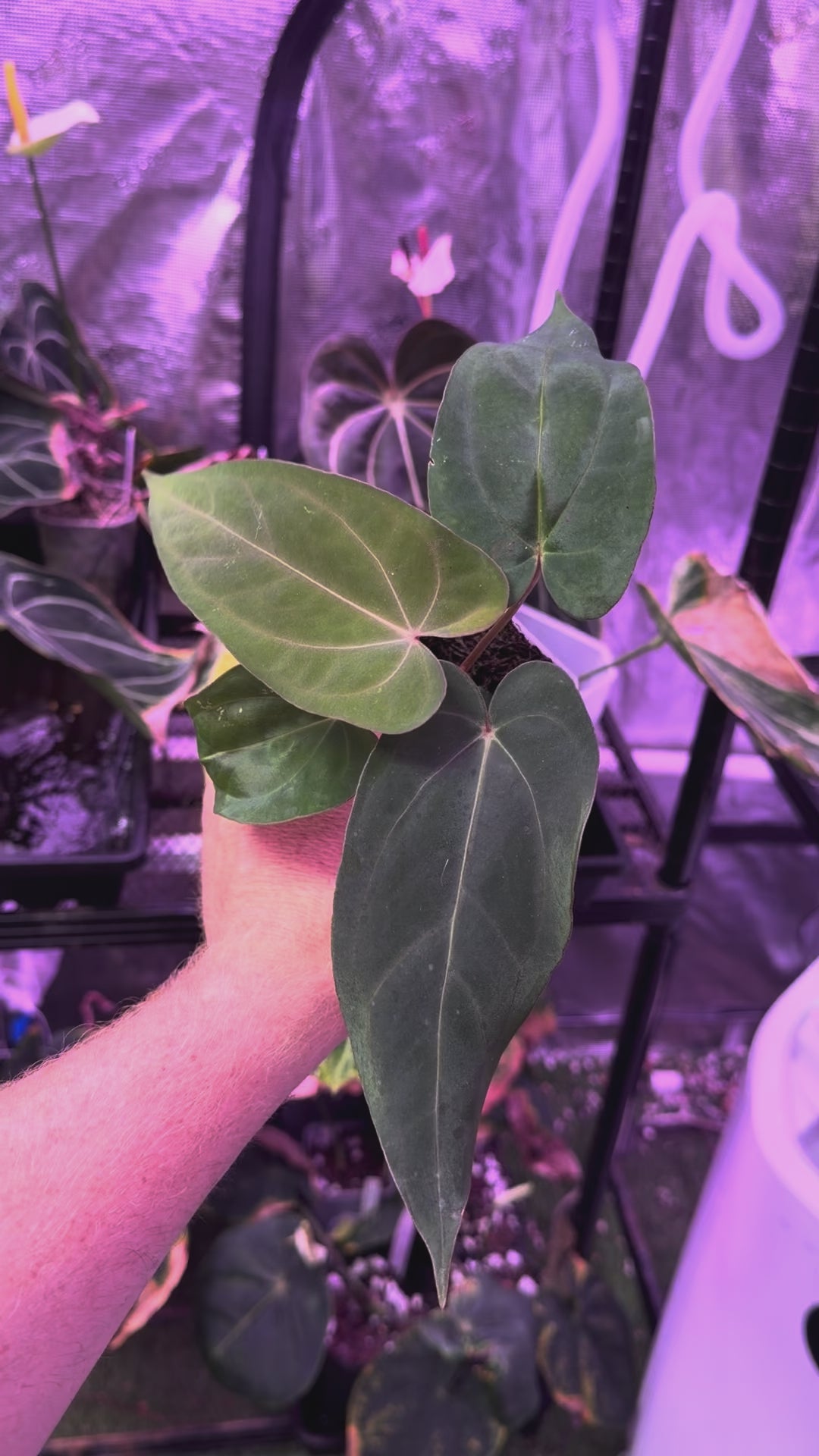 CaRL 2.0 - Anthurium carlablackiae “BUZ1 x RA8” X papillilaminum “Ralph Lyman” 02