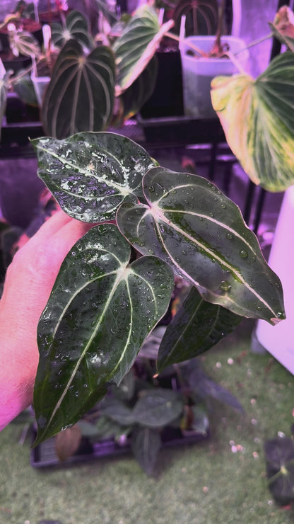 Anthurium carlablackiae “Amanda” X “RA5x10” A