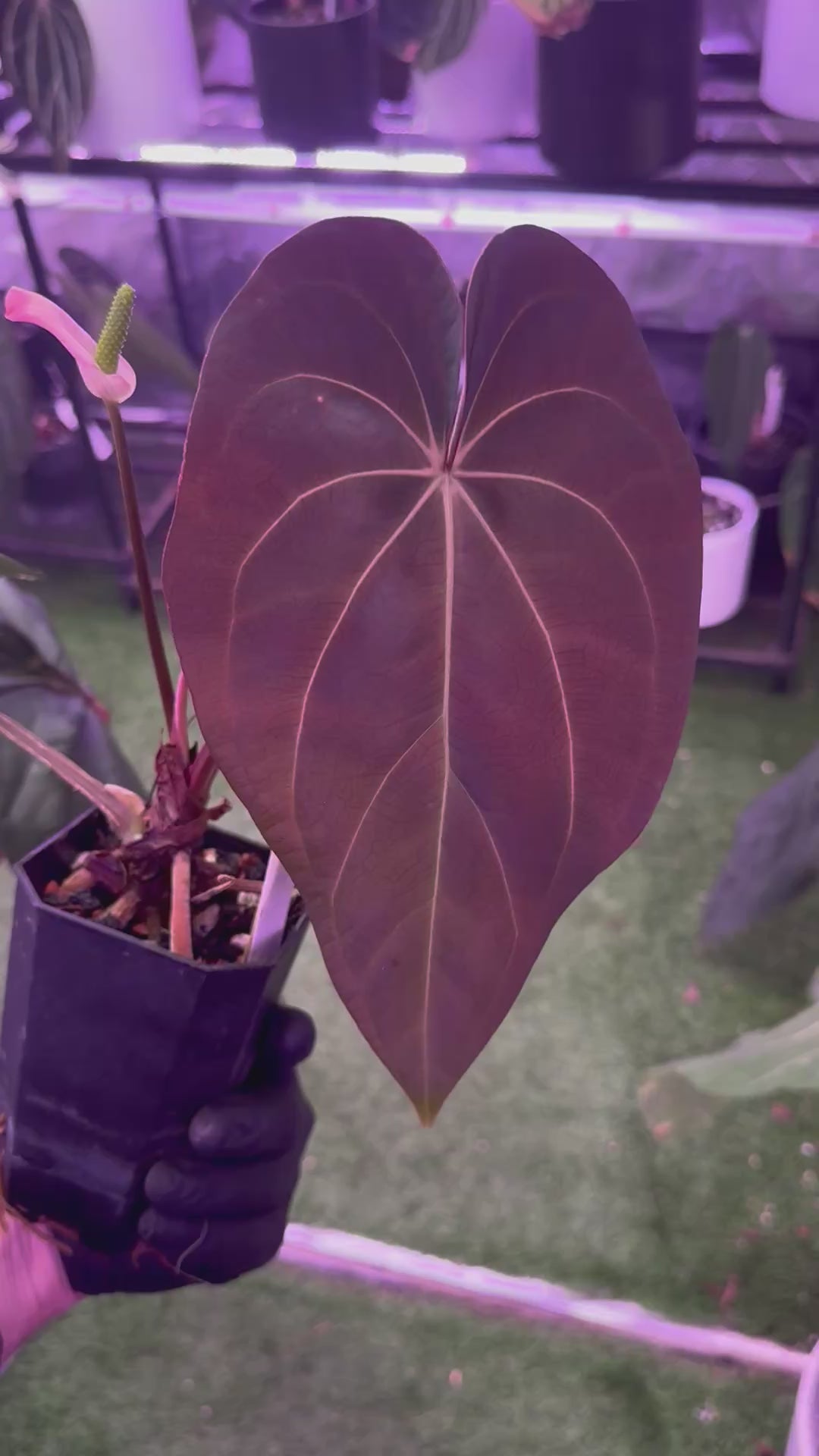 Anthurium (carlablackiae x luxurians) x ‘dressleri x carlablackiae B’