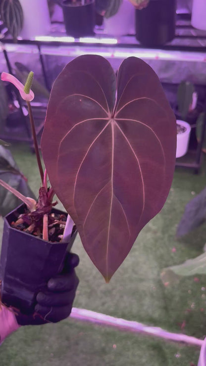 Anthurium (carlablackiae x luxurians) x ‘dressleri x carlablackiae B’