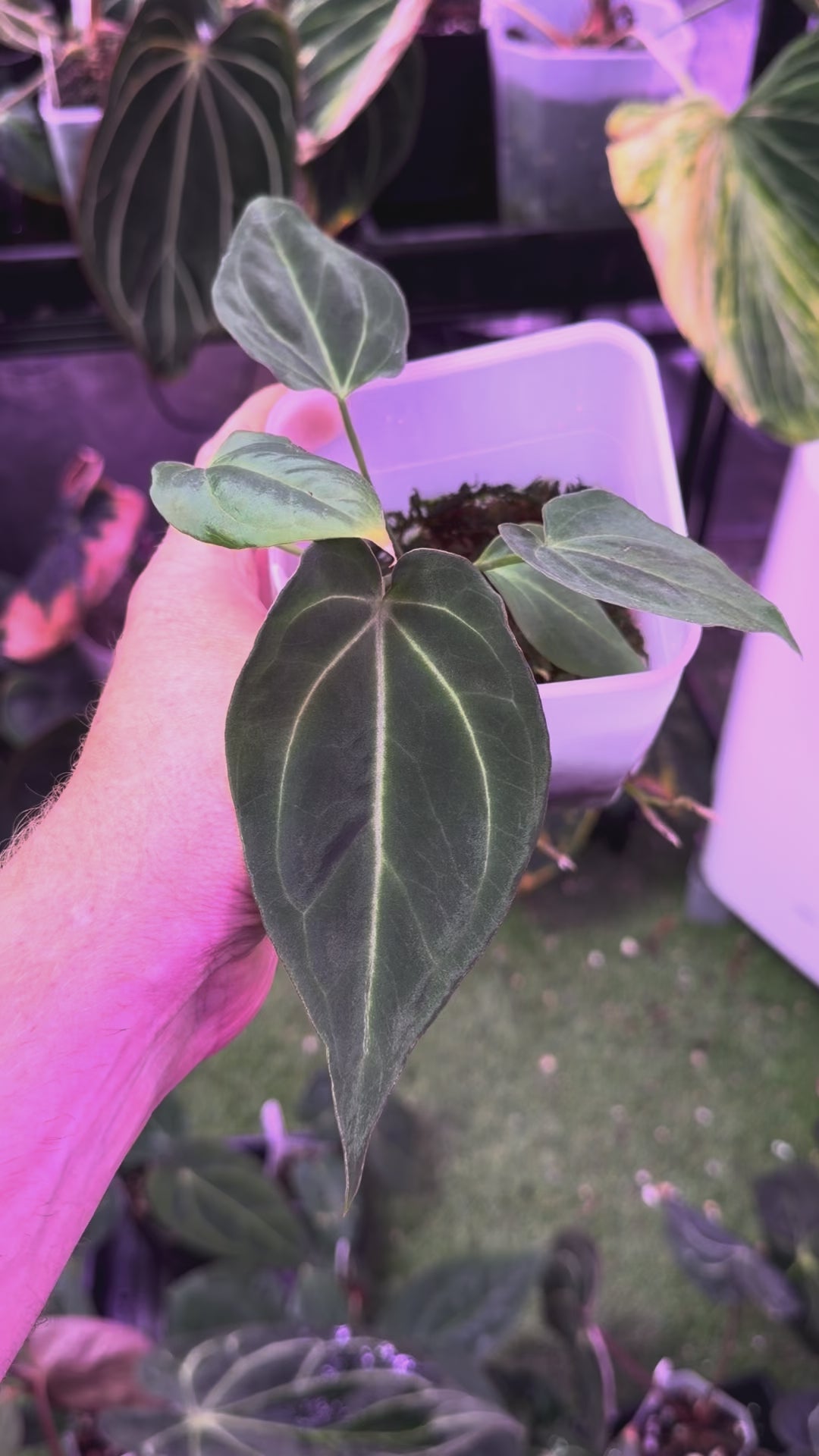 Anthurium "Black Widow" x "Black Widow"
