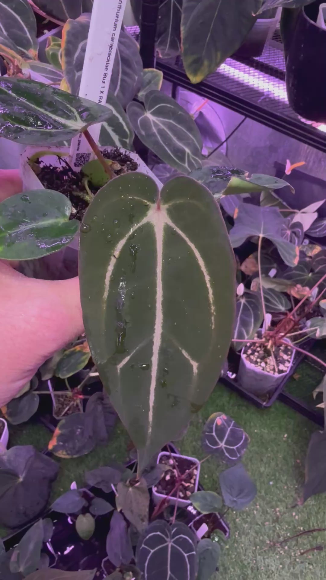 Anthurium carlablackiae Buz 1 X RA5x10 B