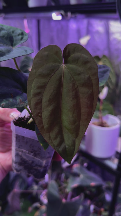 Anthurium dressleri ‘Windy’ x BVEP/antolakii ‘Round x Felix’ A