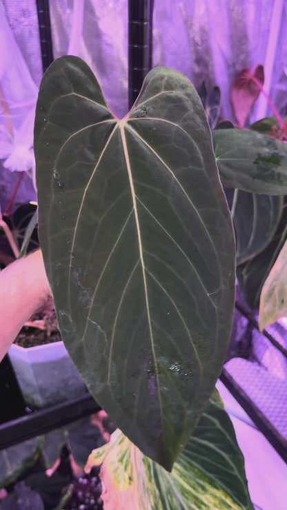 Anthurium (carlablackie x papillilaminum "Fort Sherman") x papillilaminum "Fort Sherman"