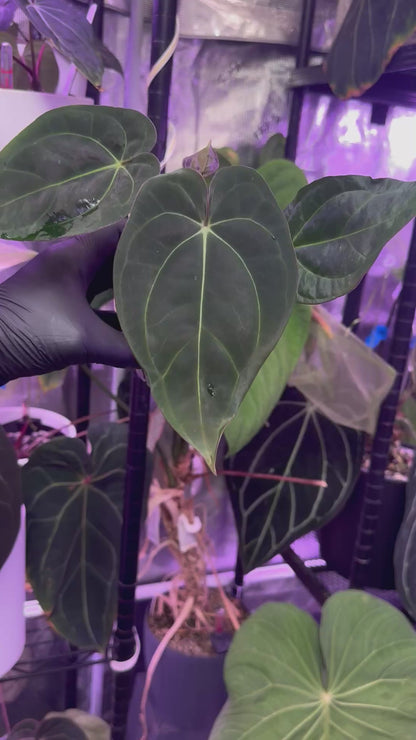 Anthurium black Cherry x carlablackiae RA8
