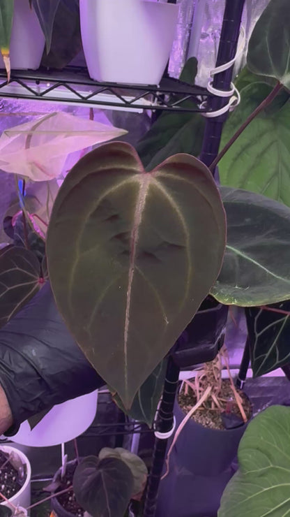 Anthurium "King of Spades x BVEP" x “Black Widow x Michelle”